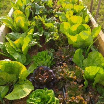 Creare vita nell’orto. Come realizzare ammendanti e fermentati utili per le nostre piante